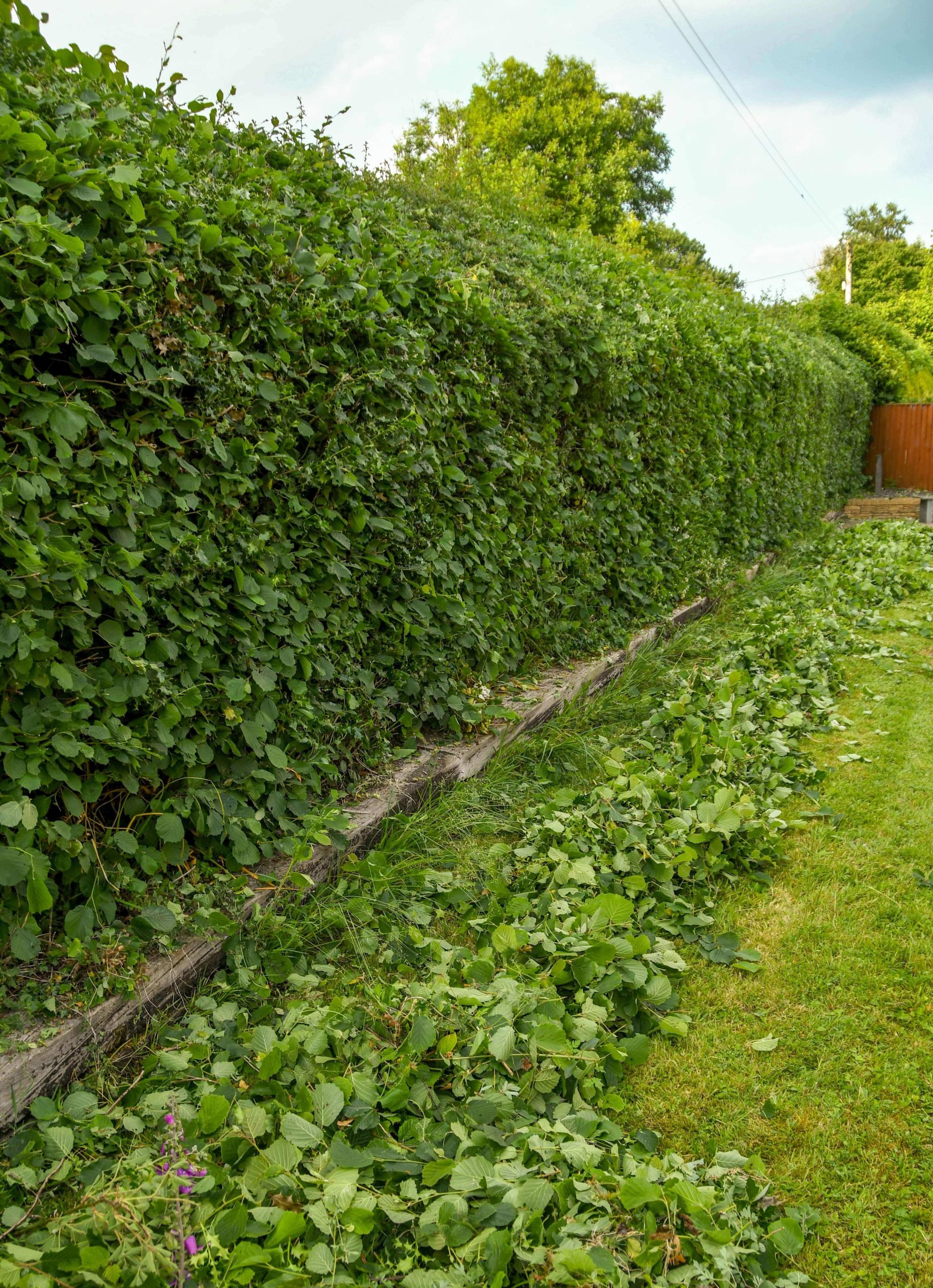 Garden Maintenance Herne Hill SE24